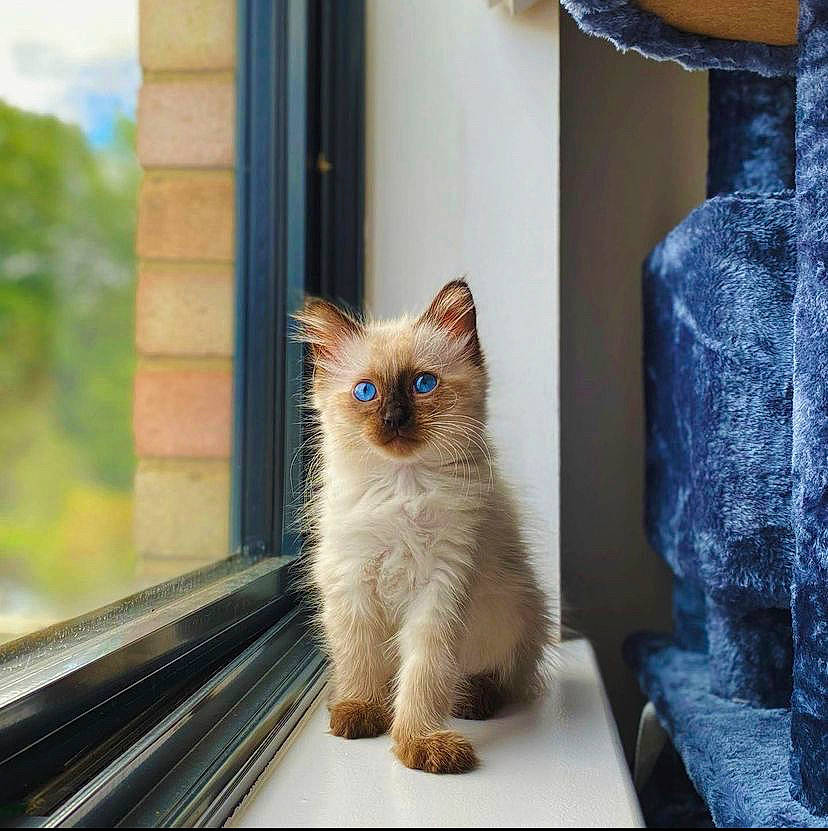 Toni is registered to the contest to win money with this photo: blue, carnivore, cat, domestic_short_haired_cat, electric_blue, fawn, felidae, fur, paw, small_to_medium_sized_cats, snout, tail, whiskers, window, wood