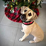 Hazel Mae joined the competition — help win amazing prizes! dog, pet, christmas_tree, holiday, plaid, collar, floor, tile, decorations, tree_skirt, indoor, looking_up, sitting, cute, animal, canine, festive, portrait, brown, ears