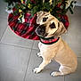 dog, pet, christmas_tree, holiday, plaid, collar, floor, tile, decorations, tree_skirt, indoor, looking_up, sitting, cute, animal, canine, festive, portrait, brown, ears