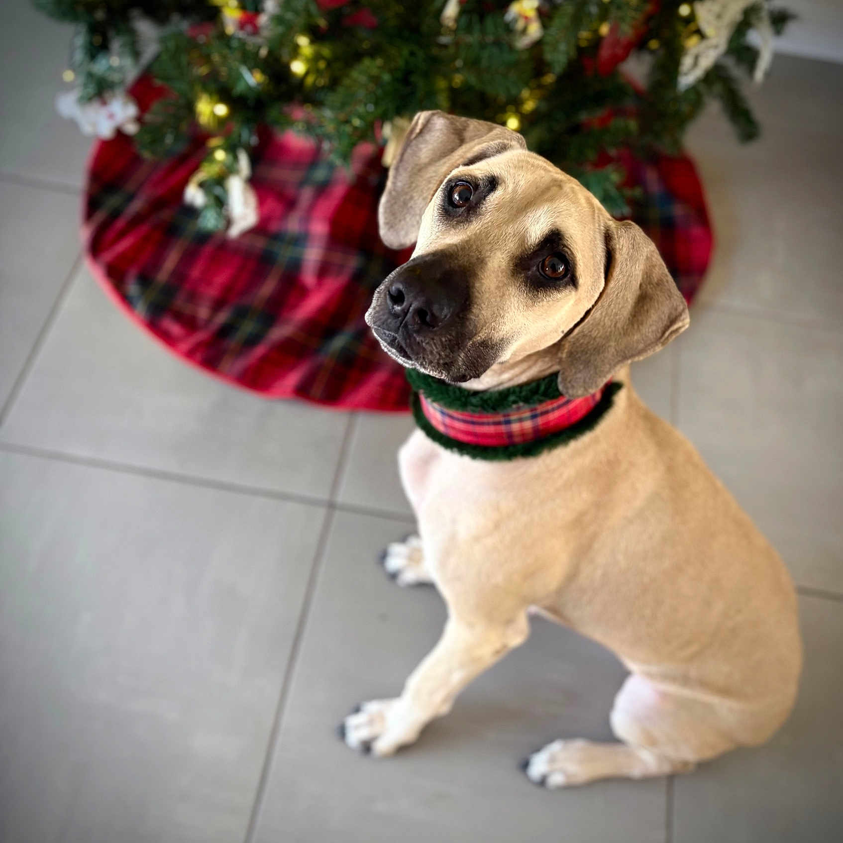 Hazel Mae joined the competition — help win amazing prizes! animal, brown, canine, christmas_tree, collar, cute, decorations, dog, ears, festive, floor, holiday, indoor, looking_up, pet, plaid, portrait, sitting, tile, tree_skirt