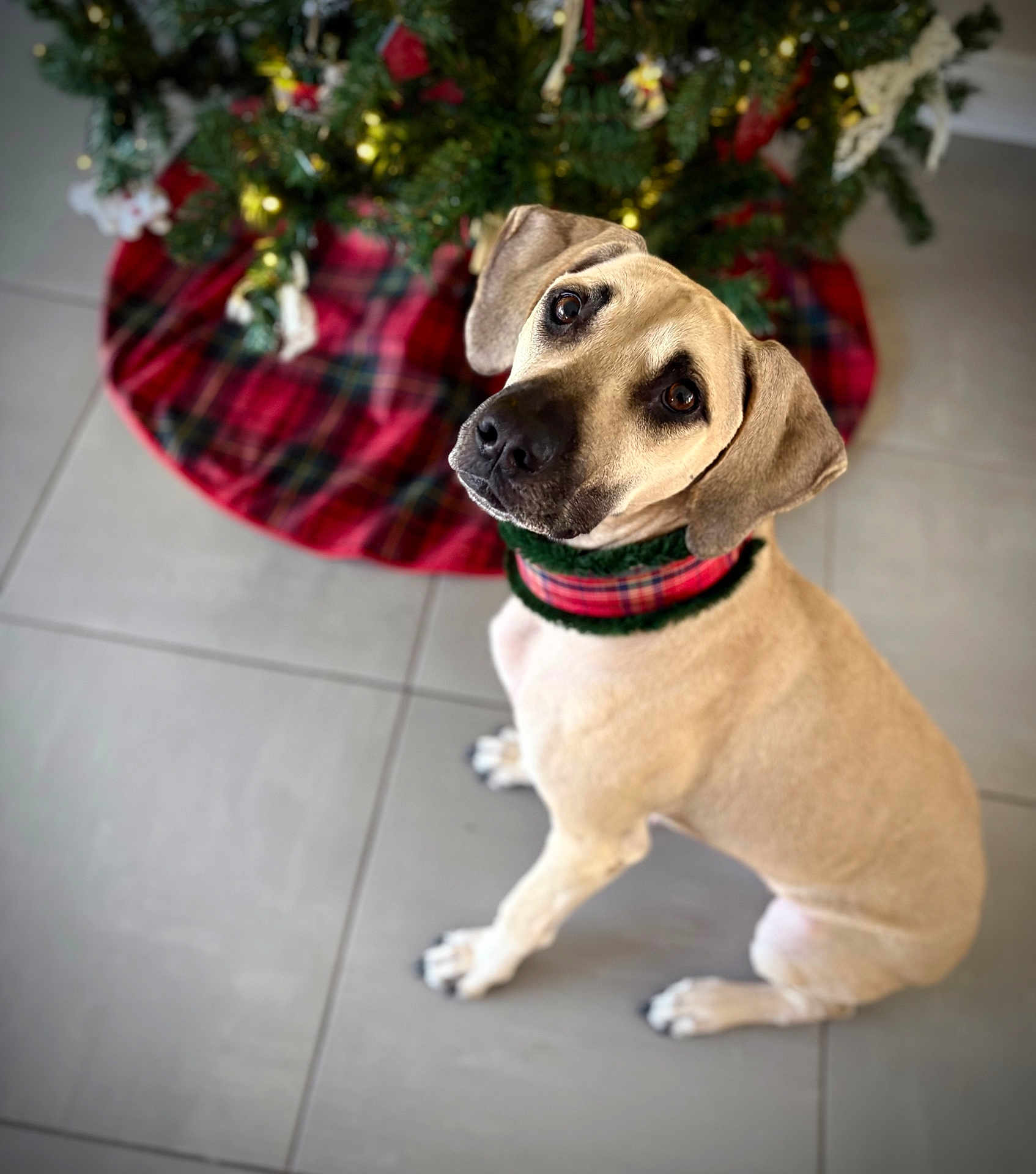 Hazel Mae joined the competition — help win amazing prizes! dog, pet, christmas_tree, holiday, plaid, collar, floor, tile, decorations, tree_skirt, indoor, looking_up, sitting, cute, animal, canine, festive, portrait, brown, ears