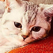 Luz participe au concours pour gagner de l'argent avec cette photo : abyssinian, angora, animal, blanket, cat, citrusfruit, cushion, food, fruit, homedecor, kitten, manx, orange, person, pet, plant, produce, quilt, siamese, sleeping