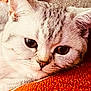 abyssinian, angora, animal, blanket, cat, citrusfruit, cushion, food, fruit, homedecor, kitten, manx, orange, person, pet, plant, produce, quilt, siamese, sleeping