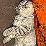 angora, animal, blanket, cat, egyptiancat, kitten, manx, person, pet, quilt, sleeping