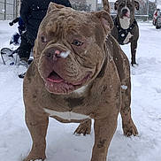 Caponne participe au concours pour gagner de l'argent avec cette photo : dog, snow, outdoor, winter, animal, pet, canine, fur, cold, playful, mammal, leash, person, clothing, boots, street, urban, background, daytime, weather