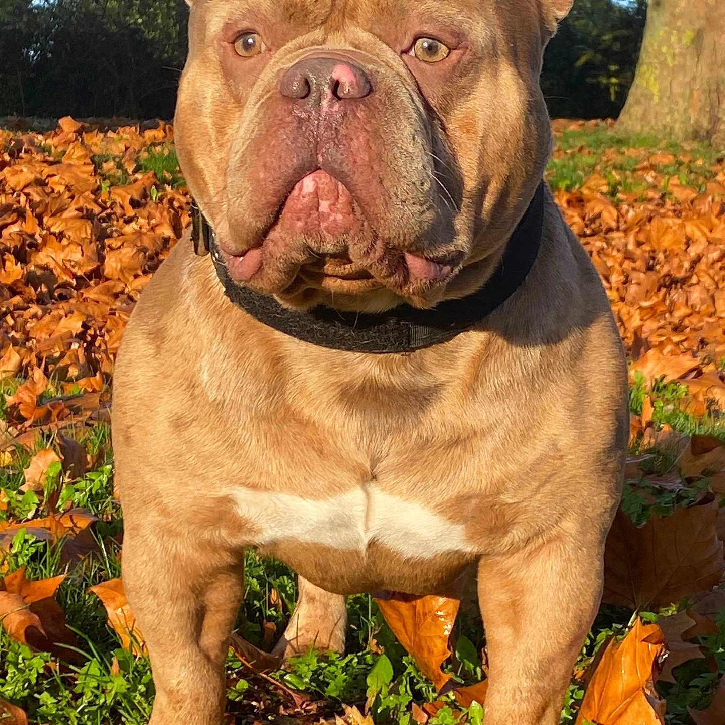 Caponne participe au concours pour gagner de l'argent avec cette photo : animal, brown, canine, closeup, collar, cute, daylight, dog, fall, friendly, grass, leaves, mammal, nature, outdoor, pet, portrait, sunlight, tree, watchful