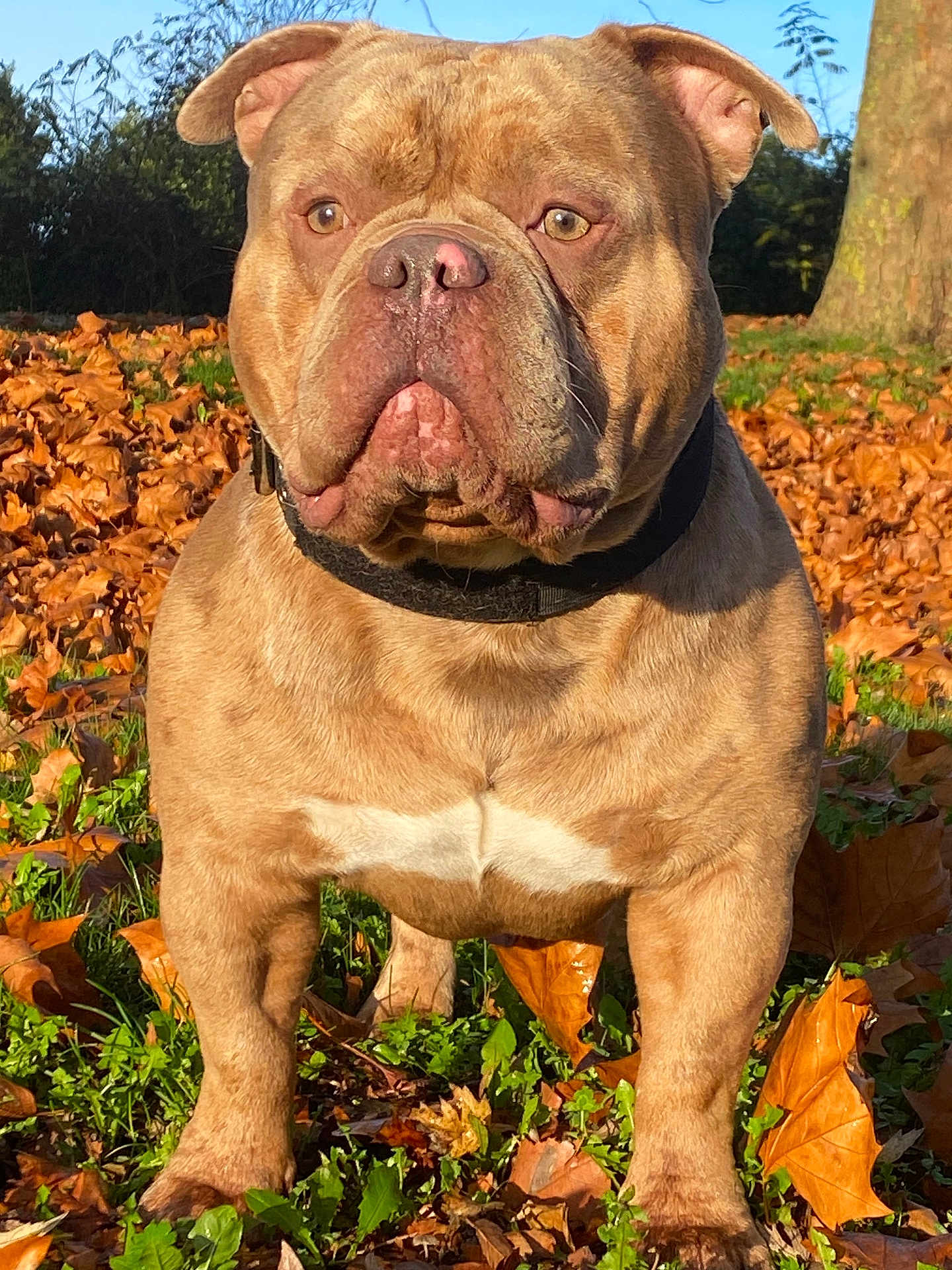Caponne participe au concours pour gagner de l'argent avec cette photo : dog, animal, outdoor, fall, leaves, grass, tree, nature, sunlight, brown, pet, mammal, collar, closeup, portrait, cute, daylight, canine, friendly, watchful