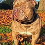 dog, bulldog, outdoor, autumn, leaves, grass, tree, sunlight, pet, animal, nature, brown, white_patch, collar, portrait, daylight, looking_away, close_up, park, background_trees
