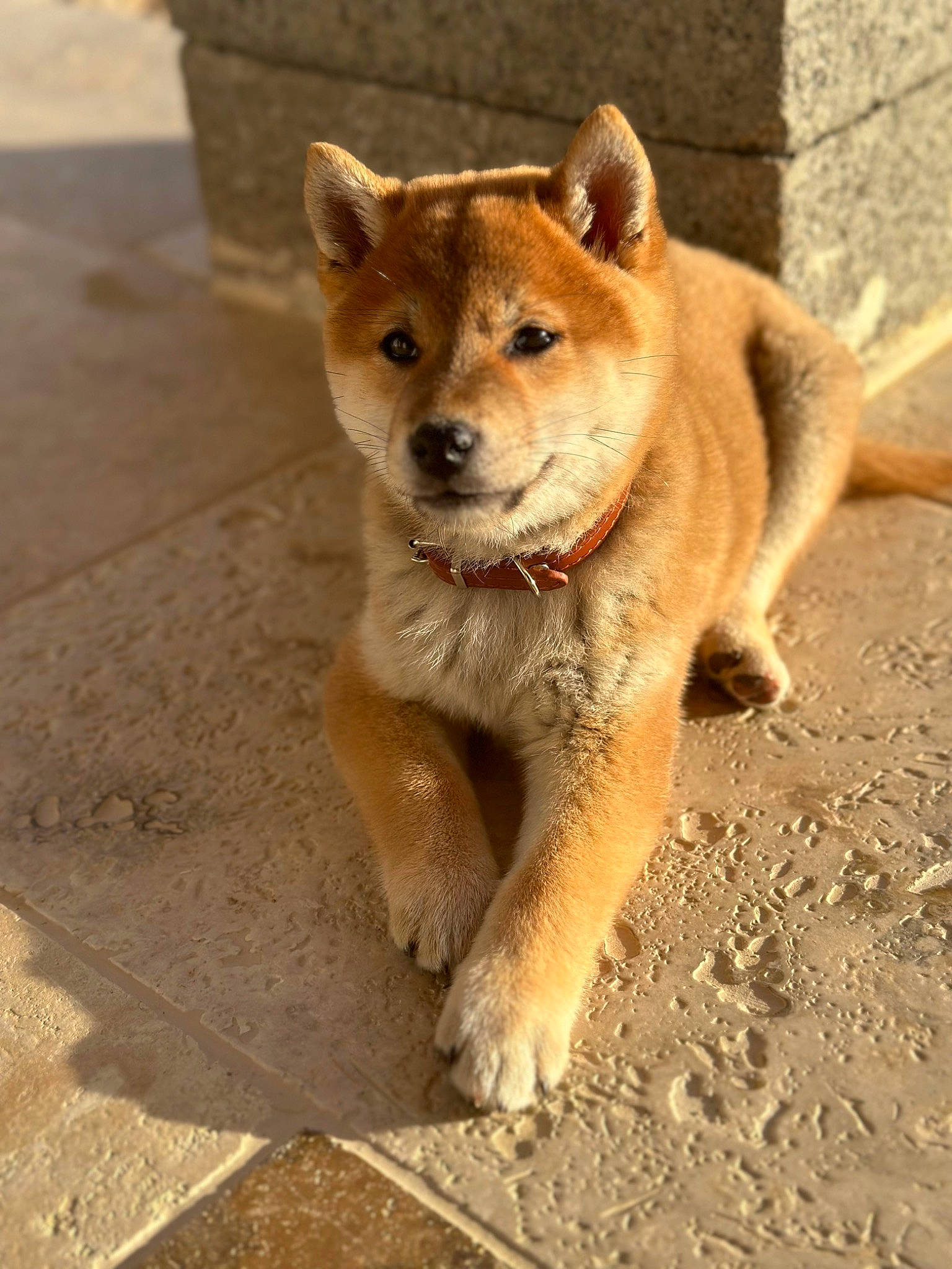 Luffy participe au concours pour gagner de l'argent avec cette photo : ancient_dog_breeds, canidae, carnivore, companion_dog, dog, dog_breed, fawn, fur, non_sporting_group, snout, sporting_group, tail, terrestrial_animal, whiskers, wildlife, working_animal
