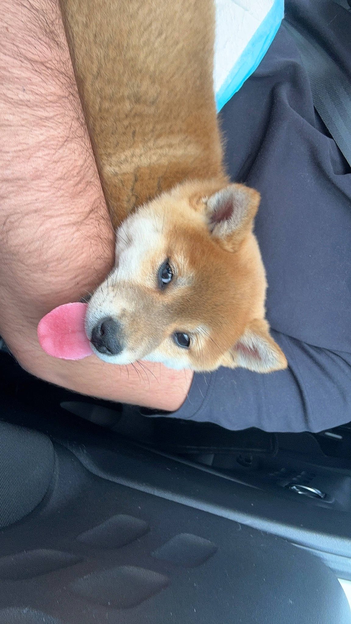 Luffy participe au concours pour gagner de l'argent avec cette photo : canidae, carnivore, comfort, companion_dog, dog, dog_breed, fawn, fur, german_spitz, german_spitz_mittel, hood, human_leg, snout, spitz, sporting_group, watch, whiskers, windscreen_wiper, windshield, working_animal