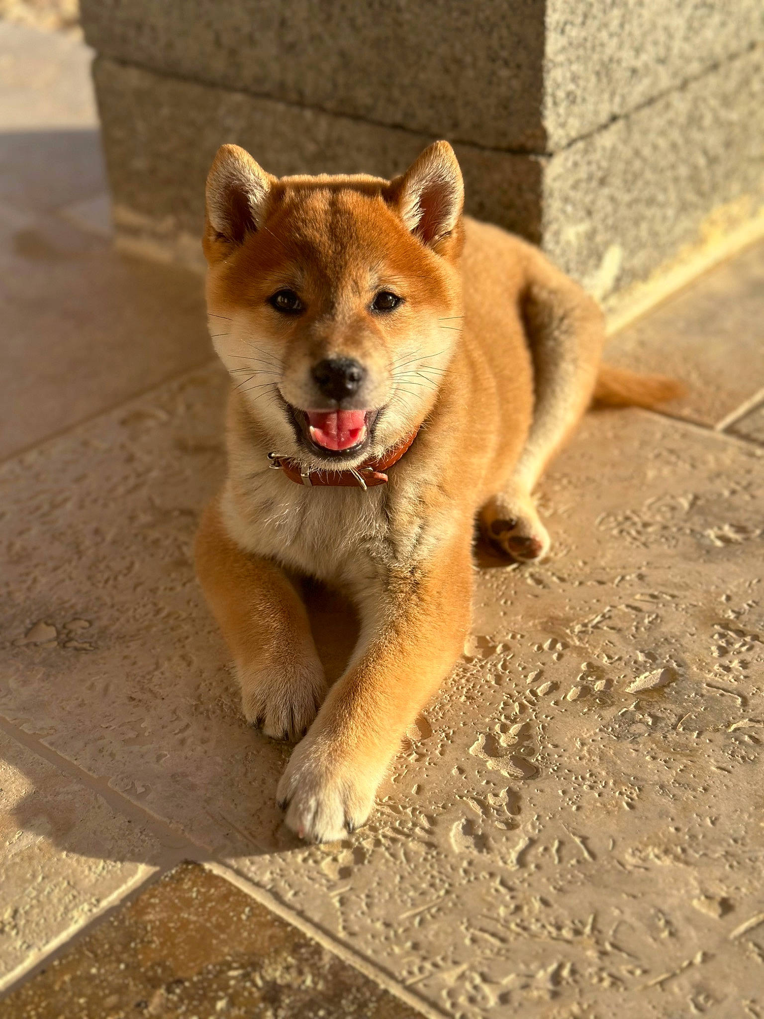 Luffy participe au concours pour gagner de l'argent avec cette photo : canidae, carnivore, collar, companion_dog, dog, dog_breed, fawn, fur, non_sporting_group, soil, sporting_group, tail, terrestrial_animal, wildlife