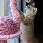 Lumi is registered to the contest to win money with this photo: animal, background, cat, cozy, curious, ears, feline, flamingo, furniture, indoor, kitten, pet, pink, plaid, playful, scratching_post, soft_texture, standing, toy, whiskers