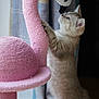 animal, background, cat, cozy, curious, ears, feline, flamingo, furniture, indoor, kitten, pet, pink, plaid, playful, scratching_post, soft_texture, standing, toy, whiskers