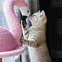 Lumi is registered to the contest to win money with this photo: animal, cat, closeup, curtain, cute, feline, flamingo, fuzzy, indoor, kitten, nose, paw, pet, pink, plaid, playful, soft, standing, toy, whiskers