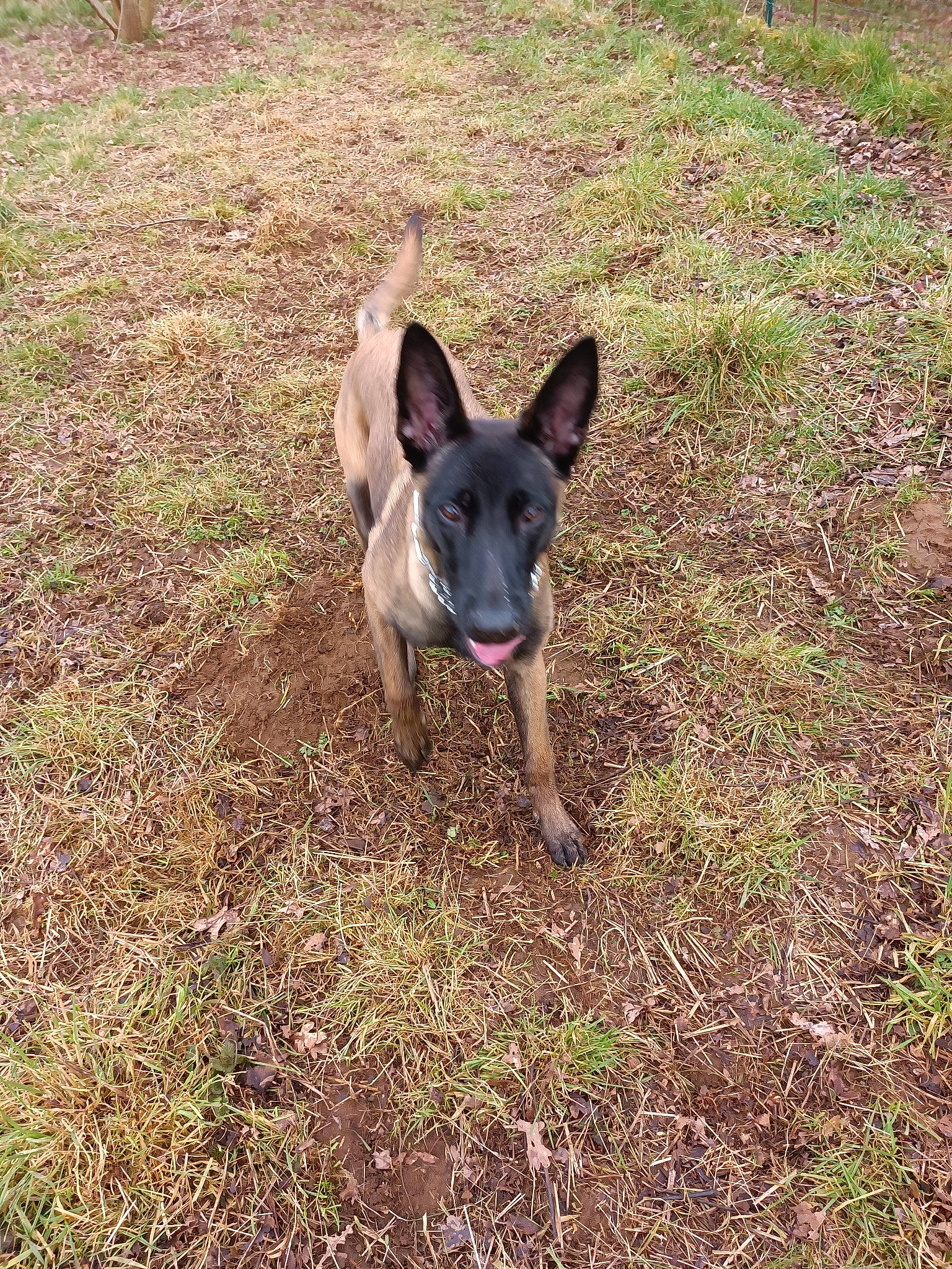 Dixie participe au concours pour gagner de l'argent avec cette photo : canidae, carnivore, companion_dog, dog, dog_breed, dog_supply, fawn, grass, hunting_dog, non_sporting_group, plant, snout, soil, sporting_group, tail, terrestrial_animal, working_animal, working_dog