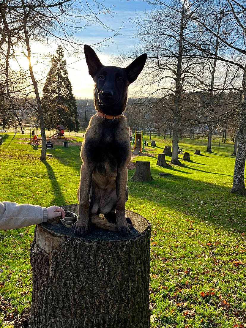 Dixie participe au concours pour gagner de l'argent avec cette photo : art, carnivore, companion_dog, dog, dog_breed, fawn, grass, groundcover, monument, natural_landscape, plant, sculpture, sky, snout, statue, tail, tree, trunk, wood, woody_plant