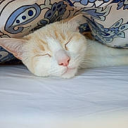Flocon participe au concours pour gagner de l'argent avec cette photo : animal, blanket, cat, closeup, comfort, cozy, cute, face, fur, indoor, nap, patterned_fabric, peaceful, pet, pink_nose, relaxed, resting, sleeping, soft, whiskers
