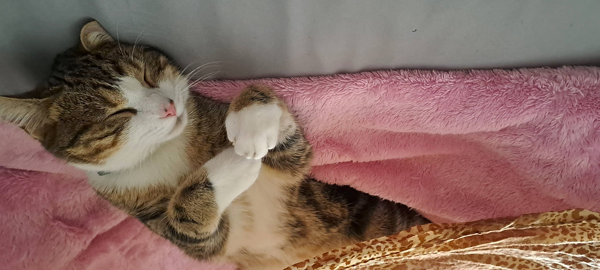 Paguera participe au concours pour gagner de l'argent avec cette photo : carnivore, cat, claw, comfort, domestic_short_haired_cat, fawn, felidae, foot, fur, nap, paw, small_to_medium_sized_cats, snout, tail, whiskers