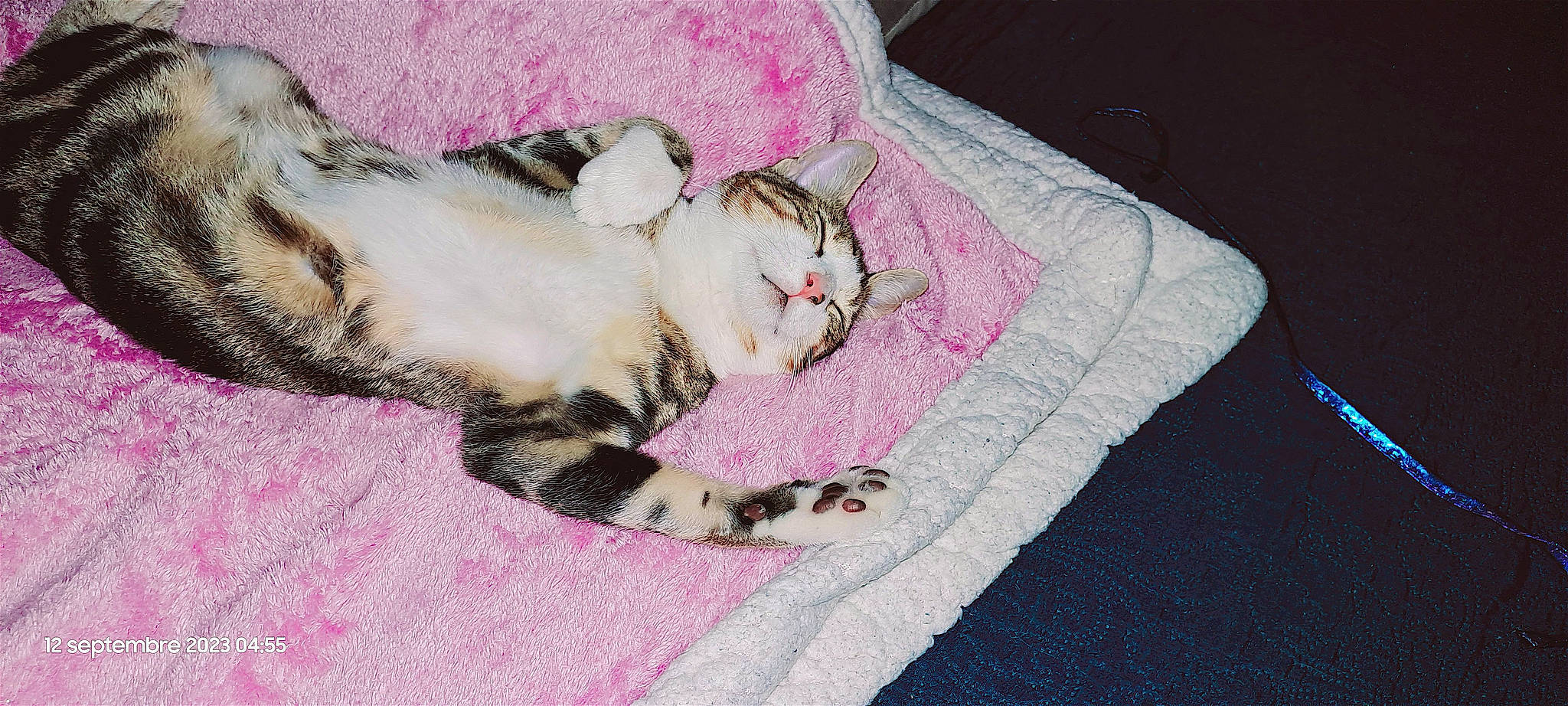 Paguera participe au concours pour gagner de l'argent avec cette photo : carnivore, cat, claw, comfort, domestic_short_haired_cat, fawn, felidae, foot, fur, linens, magenta, nap, pattern, paw, sand, sleep, small_to_medium_sized_cats, tail, textile, whiskers