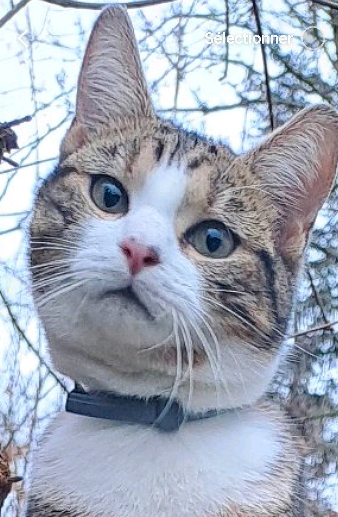 Paguera a rejoint le concours — aidez-le/la à gagner de superbes lots ! carnivore, cat, domestic_short_haired_cat, fawn, felidae, fur, grass, plant, sky, small_to_medium_sized_cats, snout, snow, terrestrial_animal, tree, twig, whiskers, wildlife, window, winter