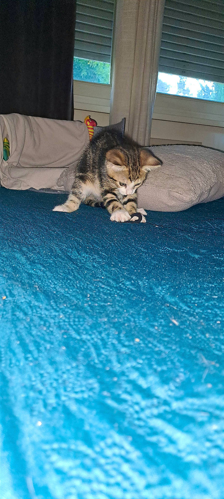 Paguera a rejoint le concours — aidez-le/la à gagner de superbes lots ! carnivore, cat, comfort, domestic_short_haired_cat, electric_blue, fawn, felidae, floor, flooring, fur, grass, linens, room, small_to_medium_sized_cats, snout, tail, terrestrial_animal, whiskers, window, wood