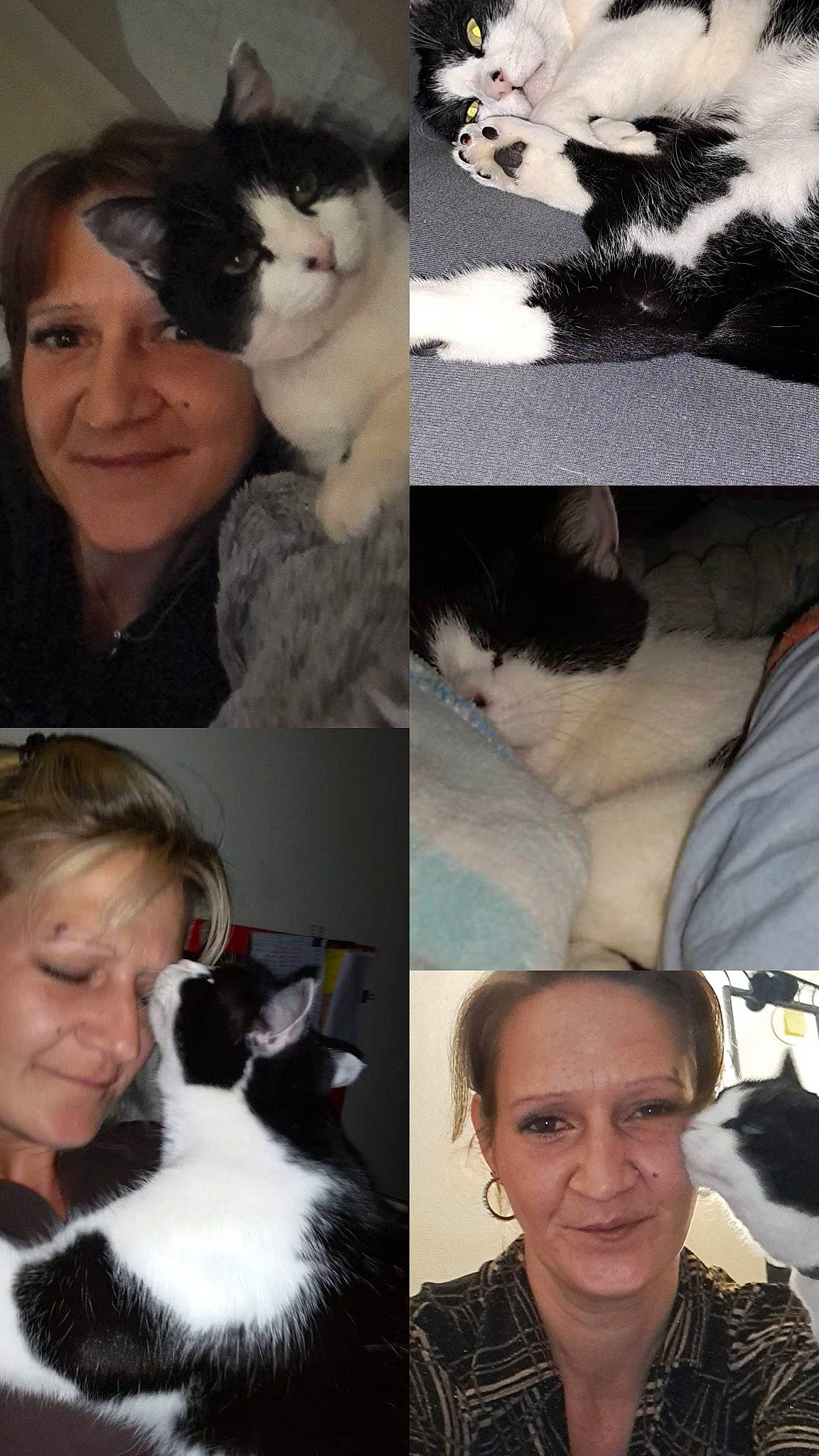 Fifi participe au concours pour gagner de l'argent avec cette photo : black, carnivore, cat, ear, eyebrow, facial_expression, felidae, hairstyle, human, jaw, mammal, neck, nose, organ, photograph, small_to_medium_sized_cats, smile, textile, vertebrate, white