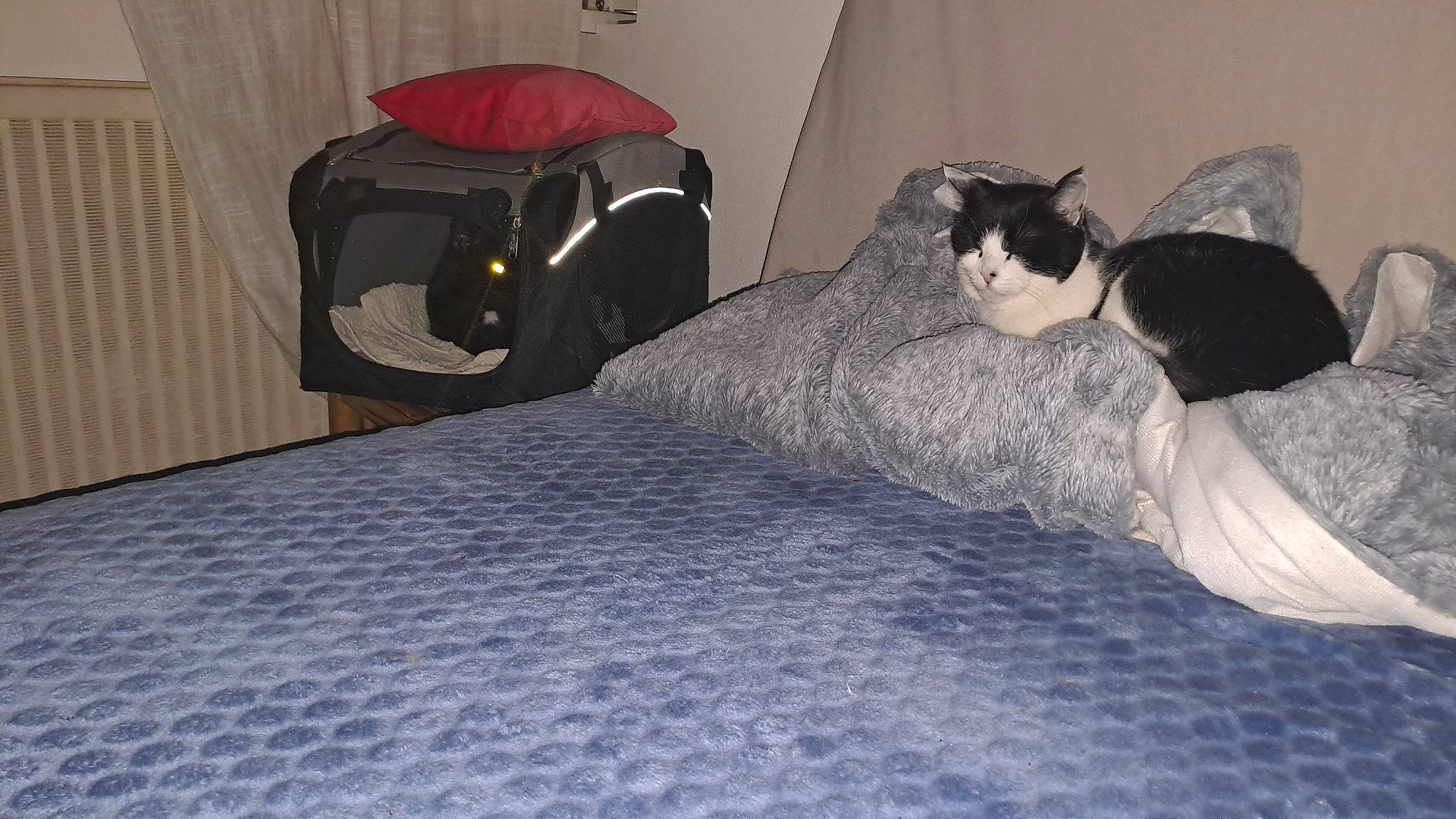 Fifi participe au concours pour gagner de l'argent avec cette photo : bed, bed_frame, bedding, bedroom, carnivore, cat, comfort, duvet, felidae, flooring, fur, grey, hardwood, lamp, linens, room, small_to_medium_sized_cats, tail, whiskers, wood