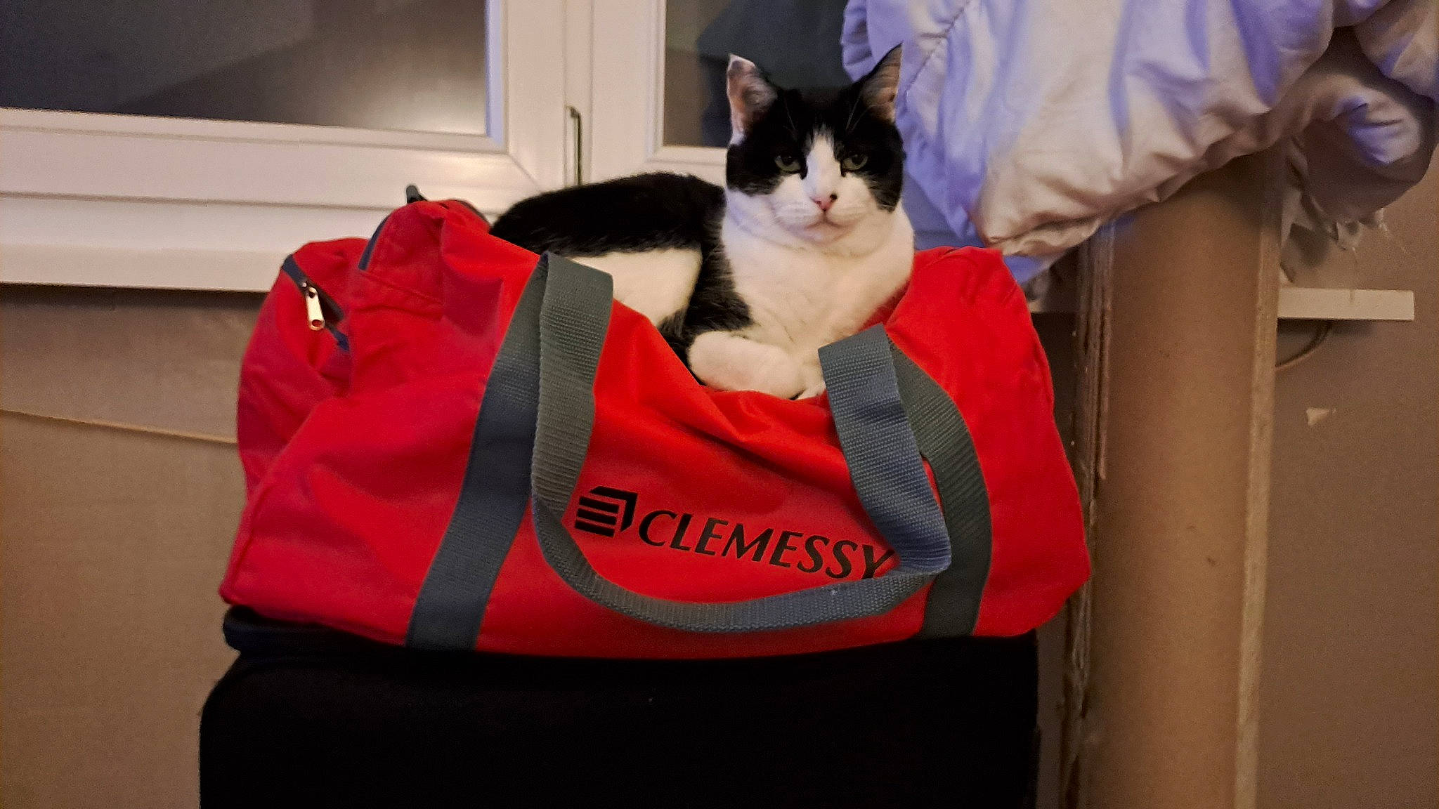 Fifi participe au concours pour gagner de l'argent avec cette photo : bag, carnivore, cat, comfort, domestic_short_haired_cat, fashion_accessory, felidae, formal_wear, fur, lap, linens, luggage_and_bags, pet_supply, room, sitting, sleeve, small_to_medium_sized_cats, sportswear, tail, whiskers