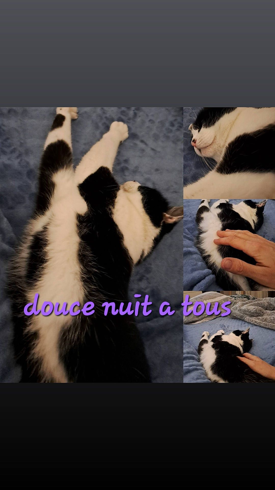 Fifi participe au concours pour gagner de l'argent avec cette photo : carnivore, cat, comfort, companion_dog, dog_breed, felidae, formal_wear, fur, gesture, happy, organism, pet_supply, photo_caption, plant, sky, small_to_medium_sized_cats, snout, tail, whiskers, window