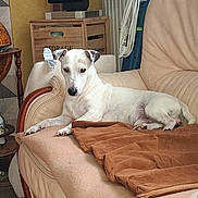 Merlin participe au concours pour gagner de l'argent avec cette photo : dog, sofa, blanket, furniture, indoor, pet, relaxed, white_dog, wooden_furniture, cushion, home, living_room, resting, comfort, cozy, domestic, animal, canine, household, blanket_folded