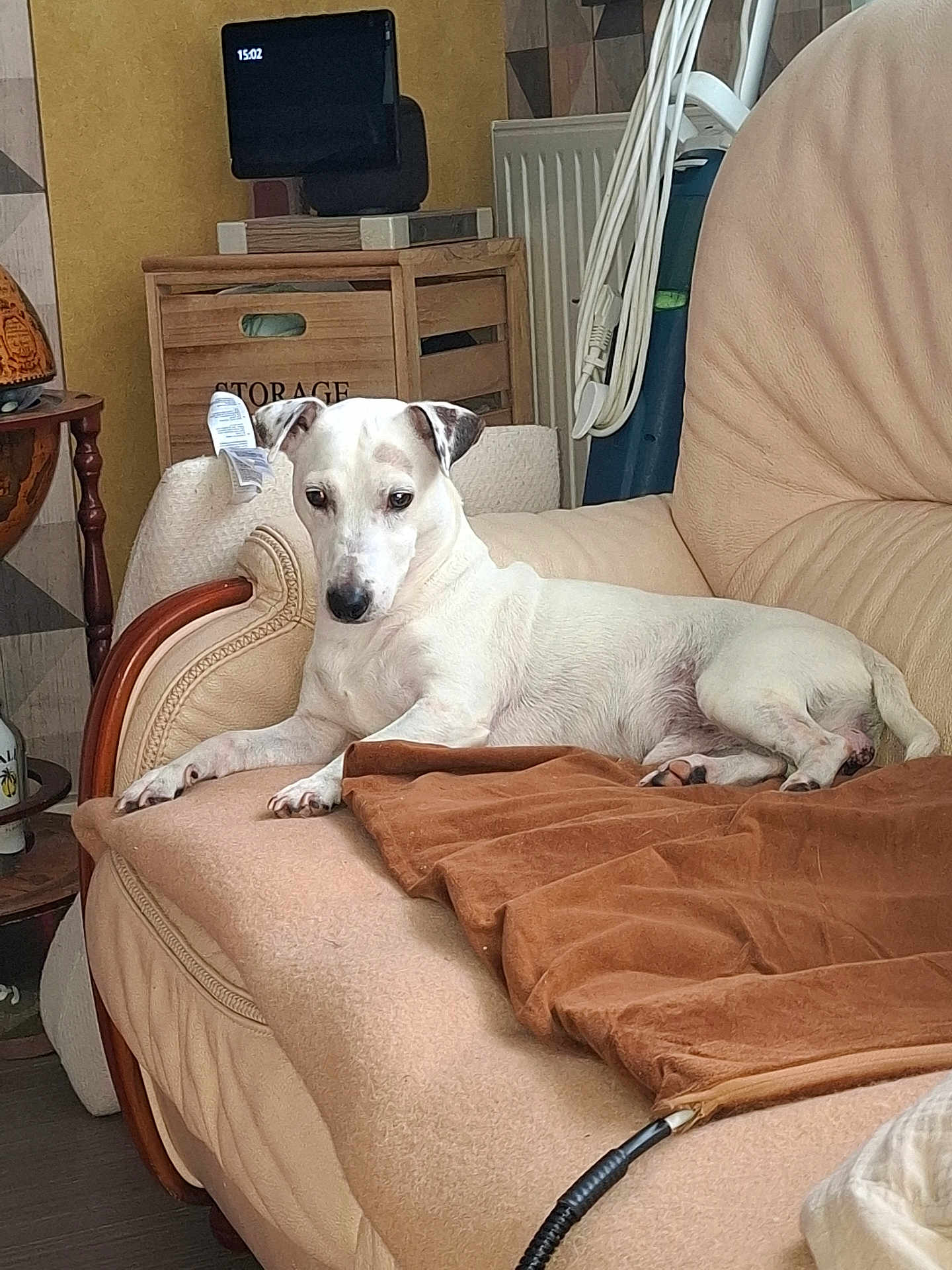 Merlin participe au concours pour gagner de l'argent avec cette photo : dog, sofa, blanket, furniture, indoor, pet, relaxed, white_dog, wooden_furniture, cushion, home, living_room, resting, comfort, cozy, domestic, animal, canine, household, blanket_folded