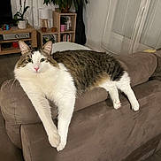 Tigrou a rejoint le concours — aidez-le/la à gagner de superbes lots ! cat, tabby_cat, white_cat, couch, living_room, furniture, plant, bookshelf, wooden_furniture, flooring, relaxed, pet, indoor, domestic_animal, fur, whiskers, ears, paws, resting, home