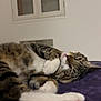 Charly a rejoint le concours — aidez-le/la à gagner de superbes lots ! animal, blanket, cat, cozy, cute, domestic, feline, fur, indoor, lying_down, paw_pads, pet, pink, purple, relaxed, sleepy, tabby, whiskers, white_wall, window