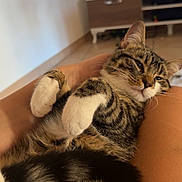 Charly participe au concours pour gagner de l'argent avec cette photo : animal, blurred_background, cat, cozy, cute, domestic, fluffy, furniture, human_hand, indoor, lap, living_room, pet, relaxed, resting, sleepy, striped, tabby, television, white_paws