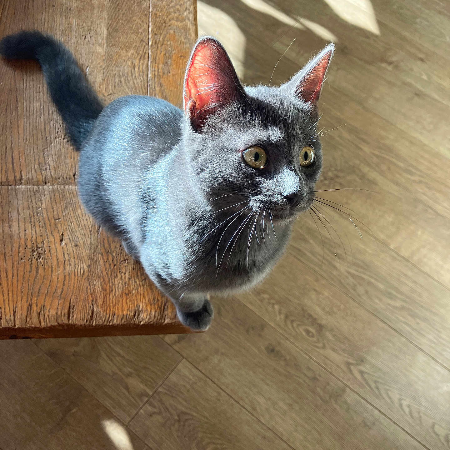 Luléa a rejoint le concours — aidez-le/la à gagner de superbes lots ! abyssinian, animal, blackcat, cat, hardwood, indoors, interiordesign, kitten, manx, pet, plywood, siamese, stainedwood, wood