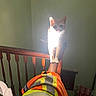 animal, banister, cat, cozy, curious, domestic, feline, glowing, green_wall, high_visibility_jacket, household, indoor, light, light_effect, orange, pet, railing, shadow, standing, wooden