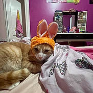Mango N Marshmallow joined the competition — help win amazing prizes! animal, bed, blanket, bunny_ears, cat, cozy, cute, domestic, fur, furniture, hat, indoor, mirror, orange_cat, pet, posters, purple_wall, relaxed, resting, vanity