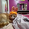 animal, bed, blanket, bunny_ears, cat, cozy, cute, domestic, fur, furniture, hat, indoor, mirror, orange_cat, pet, posters, purple_wall, relaxed, resting, vanity