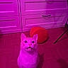 animal, cabinet, cat, curious, cushion, cute, domestic_cat, drawer, floor, furniture, household, indoor, kitten, looking_up, pet, pink_lighting, purple_lighting, shadow, wide_eyes, wooden_floor