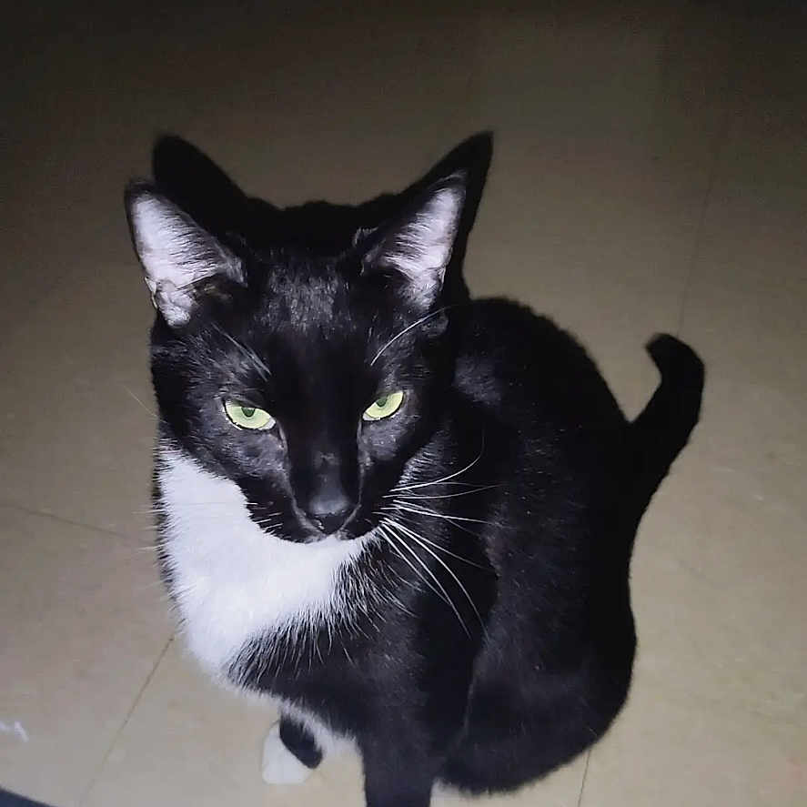 Mittens joined the competition — help win amazing prizes! cat, black_cat, white_paws, green_eyes, sitting, floor, tiled_floor, indoor, animal, pet, feline, looking_up, flash_photo, night_time, phone_screenshot, user_interface, message_bar, emoji, door, cabinet
