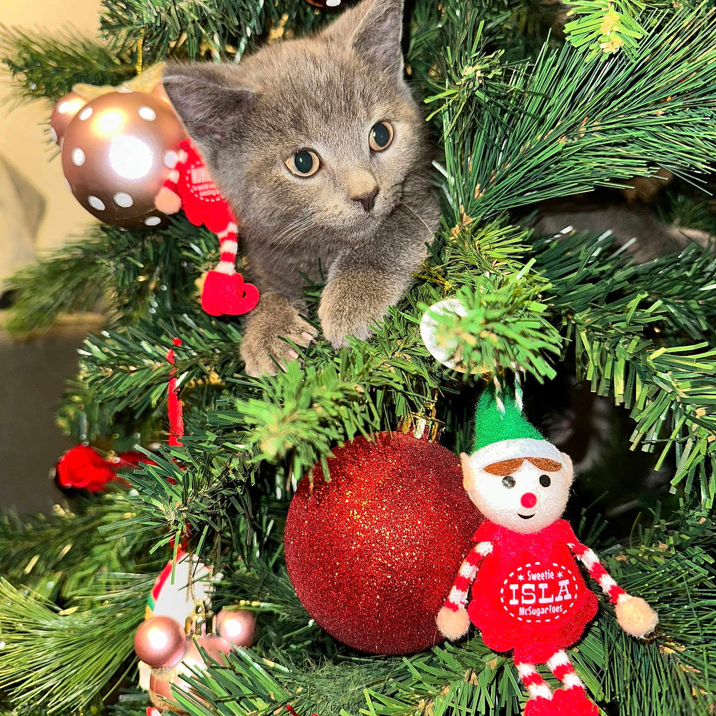 Tobi joined the competition — help win amazing prizes! accessories, animal, cat, christmas, christmasdecorations, christmastree, conifer, doll, face, festival, flower, head, kitten, ornament, person, pet, plant, rose, toy, tree
