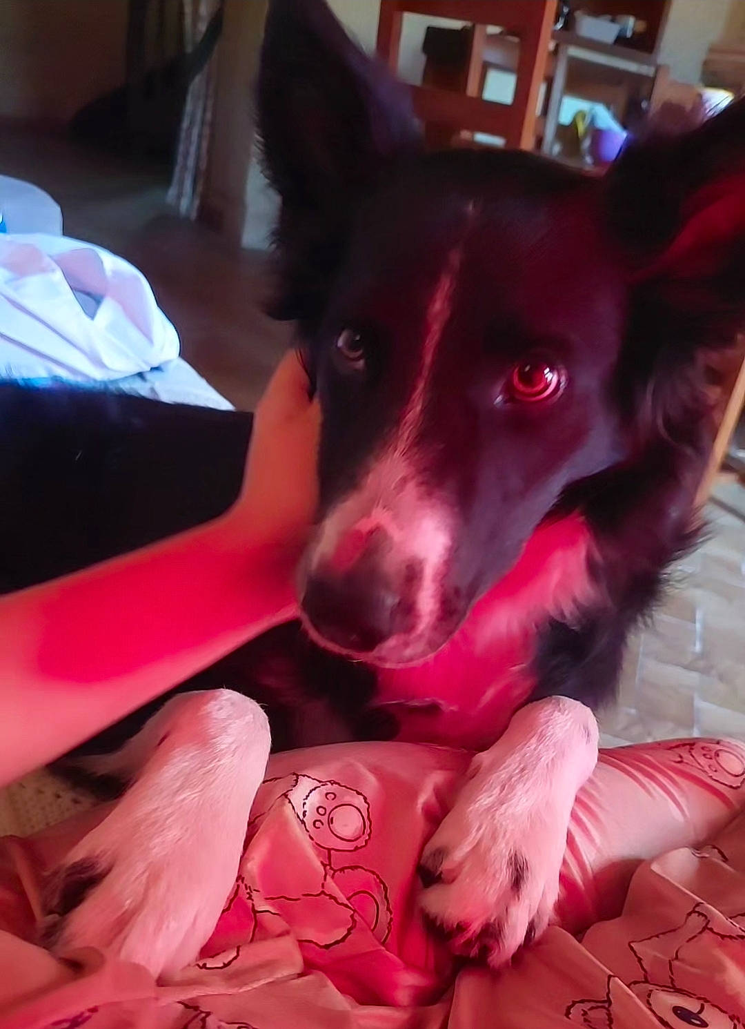 Texas participe au concours pour gagner de l'argent avec cette photo : canidae, carmine, carnivore, comfort, companion_dog, dog, dog_breed, ear, fawn, flesh, fur, happy, herding_dog, lap, magenta, pink, snout, sporting_group, whiskers, working_animal