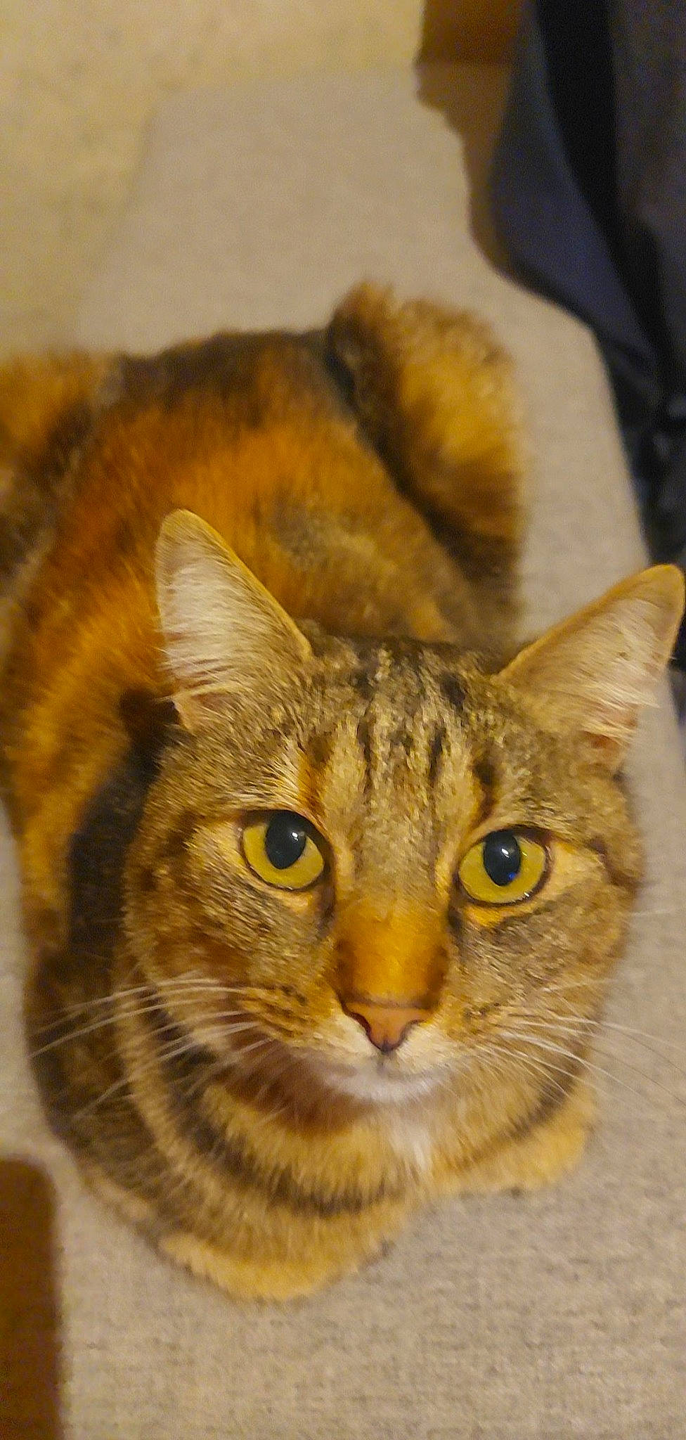 Praline participe au concours pour gagner de l'argent avec cette photo : art, carnivore, cat, close_up, domestic_short_haired_cat, felidae, fur, small_to_medium_sized_cats, snout, terrestrial_animal, whiskers, wildlife