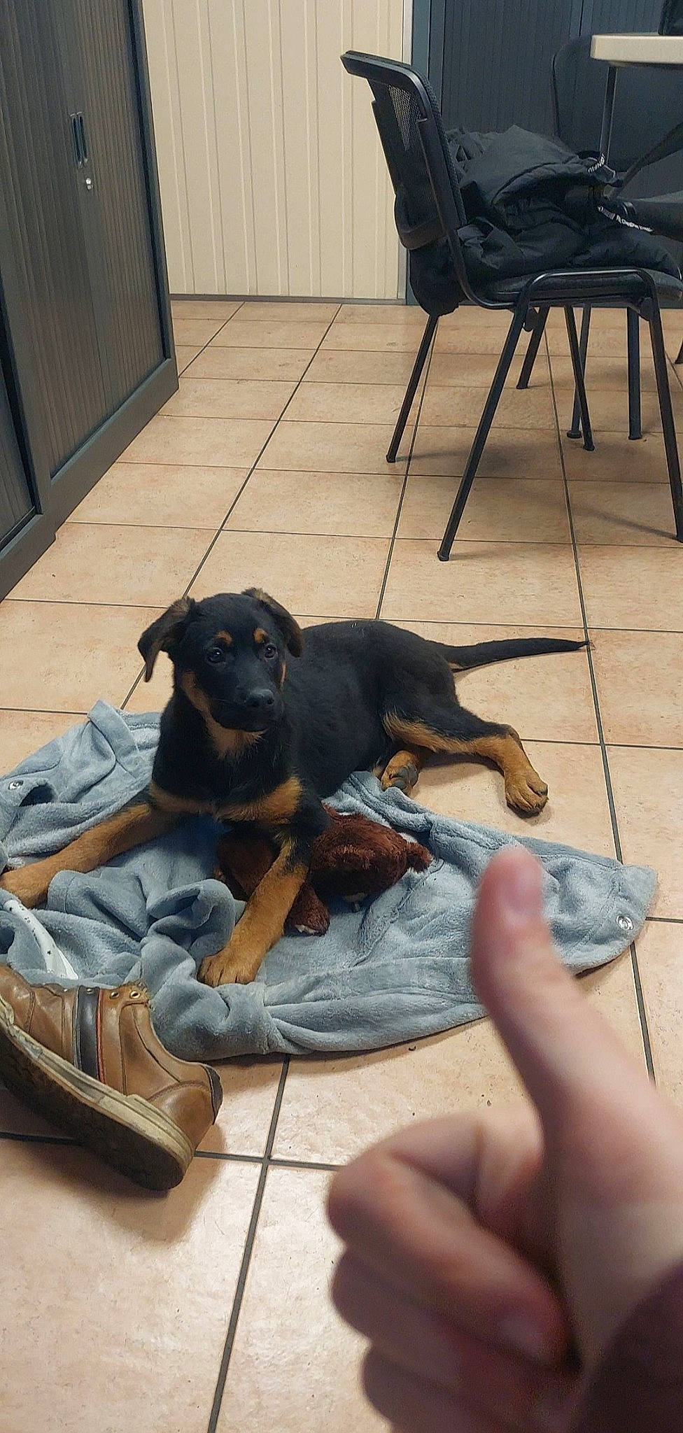 Tina participe au concours pour gagner de l'argent avec cette photo : carnivore, chair, comfort, companion_dog, dog, dog_breed, dog_supply, fawn, floor, flooring, guard_dog, hardwood, hound, liver, montenegrin_mountain_hound, pinscher, sporting_group, toy_dog, wood, working_animal