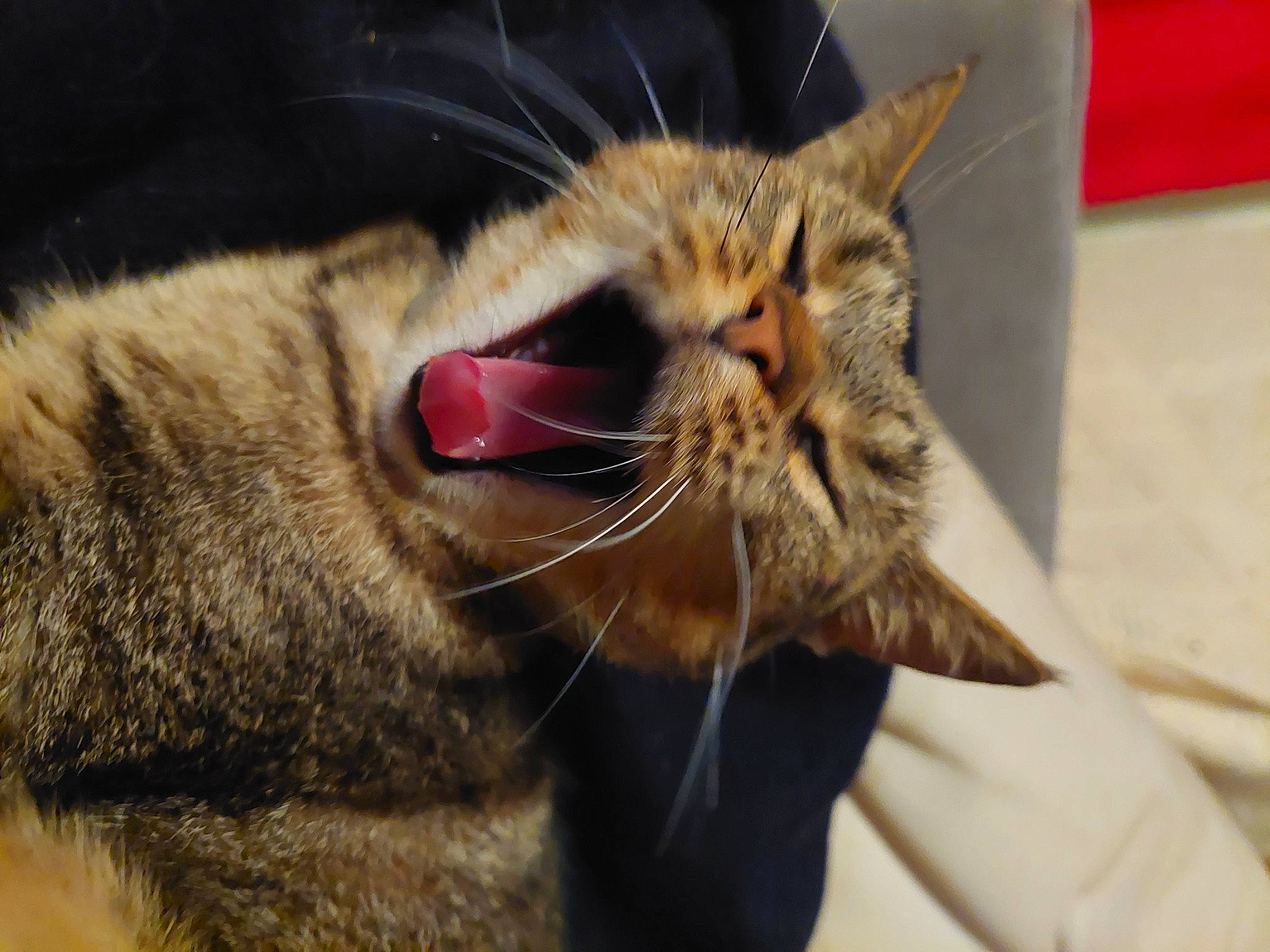 Seika a rejoint le concours — aidez-le/la à gagner de superbes lots ! carnivore, cat, claw, close_up, domestic_short_haired_cat, ear, fang, felidae, fur, gesture, paw, small_to_medium_sized_cats, snout, tail, whiskers, wildlife, yawn