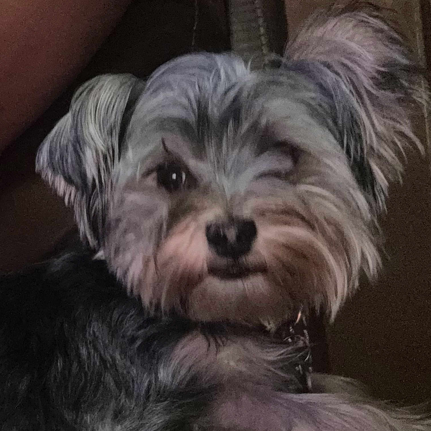 Bella