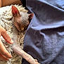 sphynx_cat, hairless_cat, sleeping_cat, cat, person, hand, arm, blue_shirt, fabric, blanket, cozy, indoor, resting, feline, pet, skin, wrinkles, close_up, relaxation, comfort