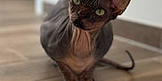 Toruk participe au concours pour gagner de l'argent avec cette photo : animal, blurred_background, cat, close_up, curious, cute, domestic_animal, feline, green_eyes, hairless_cat, indoor, large_ears, mammal, pet, portrait, sitting, sphynx_cat, unique, wooden_floor, wrinkled_skin