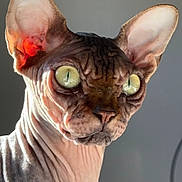 Toruk a rejoint le concours — aidez-le/la à gagner de superbes lots ! sphynx_cat, cat, hairless, close_up, portrait, ears, green_eyes, wrinkles, pet, animal, indoor, feline, skin_detail, sunlight, gray_background, looking_away, whiskers, face, cute, alert