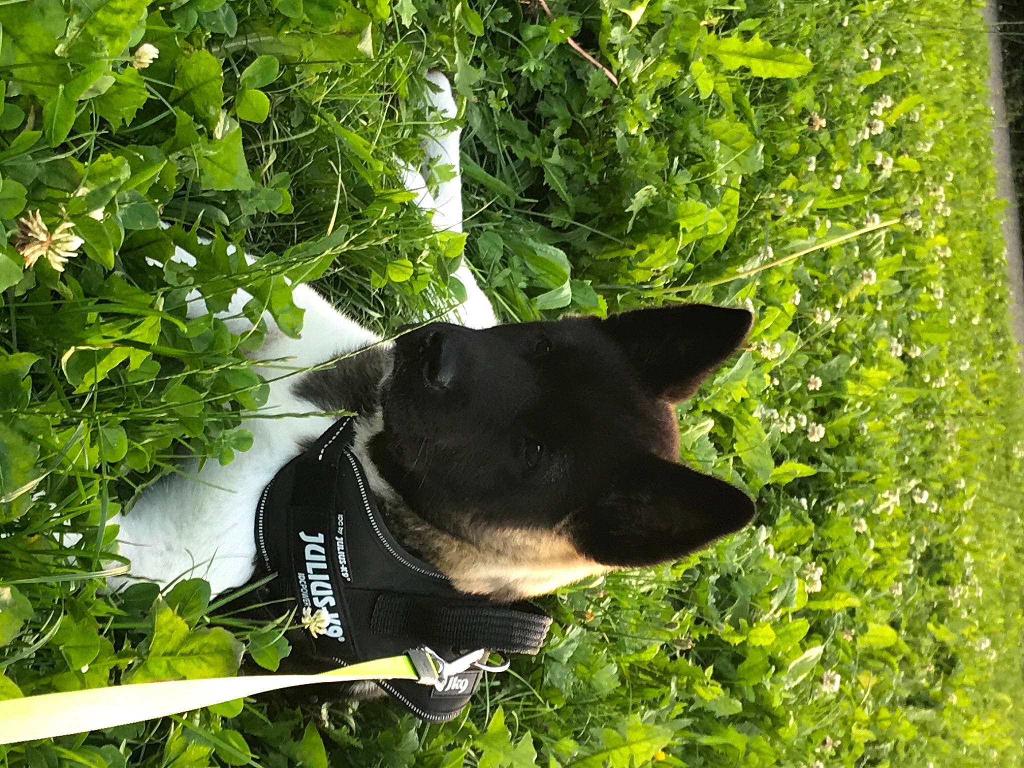 Aika a rejoint le concours — aidez-le/la à gagner de superbes lots ! botany, canidae, carnivore, collar, companion_dog, dog, dog_breed, dog_collar, fashion_accessory, grass, leaf, pet_supply, plant, snout, tail, terrestrial_animal, tree, whiskers, working_animal, working_dog